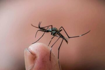 El dengue se dispara en España: el número de casos se duplica en un solo año y la transmisión autóctona marca récords