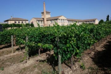 Musa: la uva blanca descubierta en Navarra que se autofecundó de una Cabernet Sauvignon tinta y que es una rareza “desconocida”