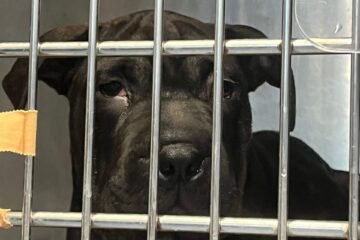 ‘Ikram’, la cachorra que llegó a Ibiza en patera junto a un menor y que el ayuntamiento quiere salvar del sacrificio
