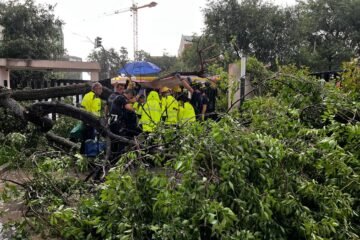 Herida grave una mujer en Madrid por la caída de un árbol