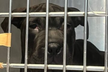 ‘Ikram’, la perrita llegada en patera, será puesta en adopción tras pasar una cuarentena