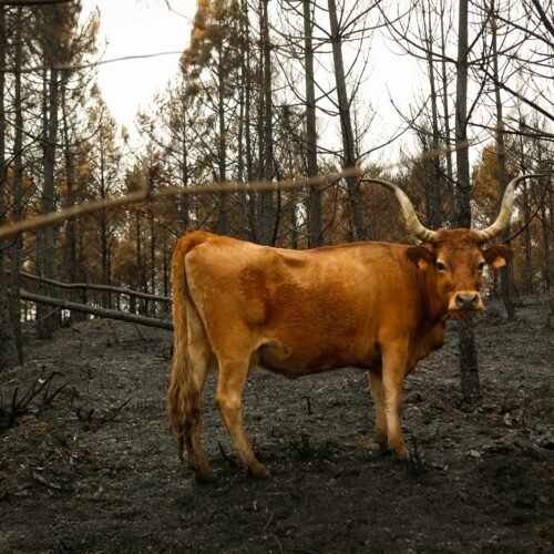 Última hora de los incendios en España, en directo | El equipo de extinción del incendio de Porto (Zamora) estima que estará estabilizado “entre esta noche y mañana”