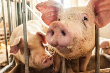 El sector porcino teme un atasco en los mataderos tras la caída histórica de precios y el freno a la exportación