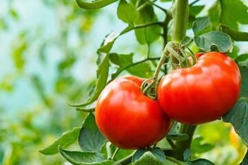 Entra en vigor el nuevo etiquetado de la UE que elimina el ‘made in Sahara’ y el campo acusa al PSOE de «alinearse» con Rabat