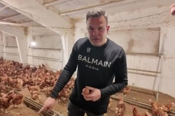 Más de 6.200 gallinas y 5.700 huevos diarios: así es el nuevo negocio que ha comprado el empresario José Elías