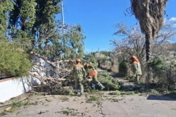 Muere un hombre de 92 años tras caerle un pino en Córdoba: bajó de su coche para ayudar a retirar otro árbol de la vía