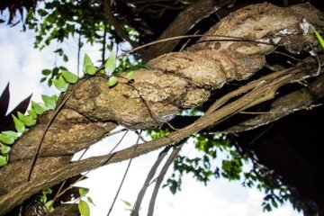 Una terapia con un compuesto psicodélico de la ayahuasca mejora los síntomas de la depresión durante tres meses