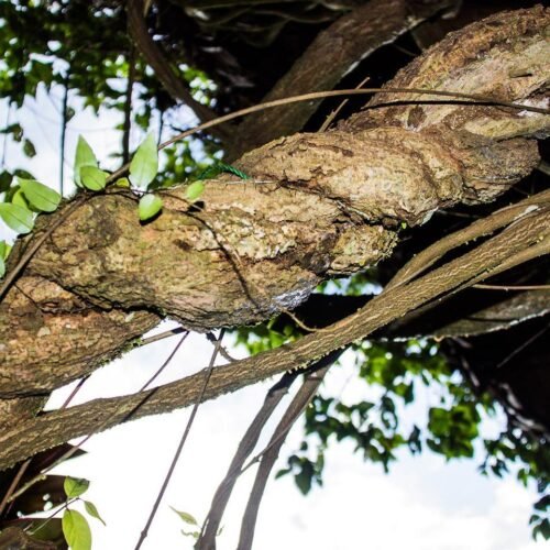 Una terapia con un compuesto psicodélico de la ayahuasca mejora los síntomas de la depresión durante tres meses