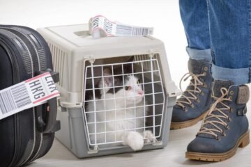 LA UE marca las normas: los perros y gatos de España deberán tener este documento a partir de abril