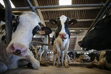 El exceso de leche barata en la UE pone en jaque a los ganaderos españoles