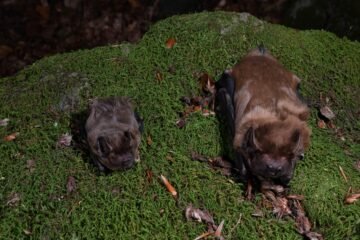 De La Fageda d’en Jordà a Ucrania: el viaje de los murciélagos hembra recorriendo 300 km al día