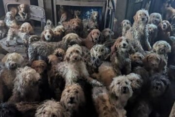 Hallan 250 perros hacinados en una pequeña vivienda de Inglaterra