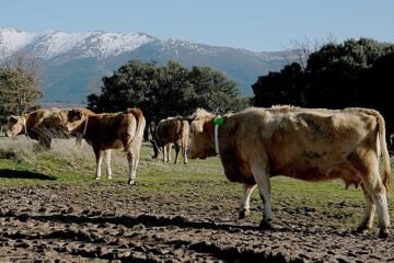 ‘Cencerros digitales’ para alimentar la ganadería 4.0