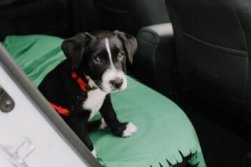 Ya ha entrado en vigor: la Ley de Bienestar Animal prohíbe criar perros y gatos sin estar inscrito en el Registro de Criadores