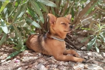 Se busca a ‘Bingo’ por tierra y aire: una pareja de Granada monta un enorme dispositivo para encontrar a su perro extraviado