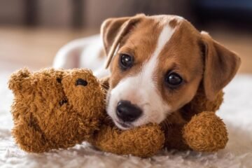Ya entró en vigor: la Ley de Bienestar Animal obliga a los dueños de perros a contratar un seguro de responsabilidad civil