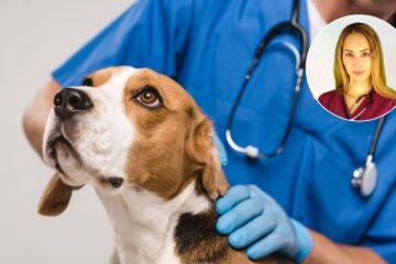 Laura, veterinaria: «En España el sueldo de un recién graduado es de 23.000 € anuales, en Reino Unido llega a 36.000 €»