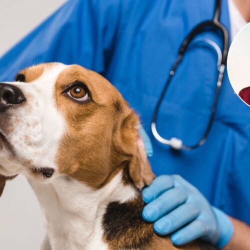 Laura, veterinaria: «En España el sueldo de un recién graduado es de 23.000 € anuales, en Reino Unido llega a 36.000 €»