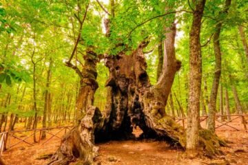 El alcalde de El Tiemblo pide ayuda para salvar el Castañar del incendio: el Abuelo tiene más de 500 años