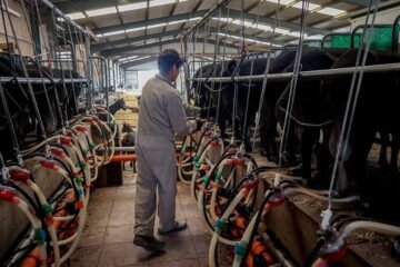 Las importaciones de queso se disparan y amenazan la ganadería ovina y caprina en España