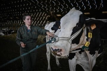 ¿Tuviste vacas lecheras entre 2000 y 2013? Puedes exigir el dinero que perdiste por el cártel de las grandes lácteas