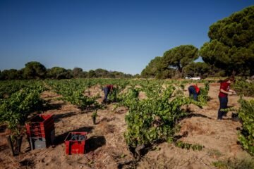 El desastre en las bodegas abarca desde el Valle del Tiétar (sur de Gredos) al Escorial