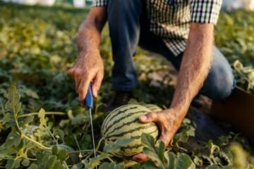 Un agricultor de un pueblo de Ciudad Real: “Producimos 3 millones de kilos de sandías y se venden todas”