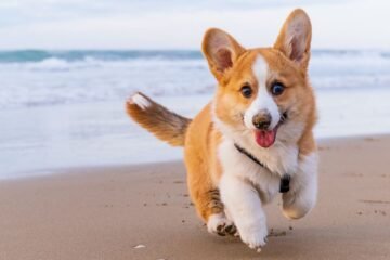Es oficial: los ayuntamientos ya multan a los turistas que lleven sus perros a la playa con hasta 3.000 euros
