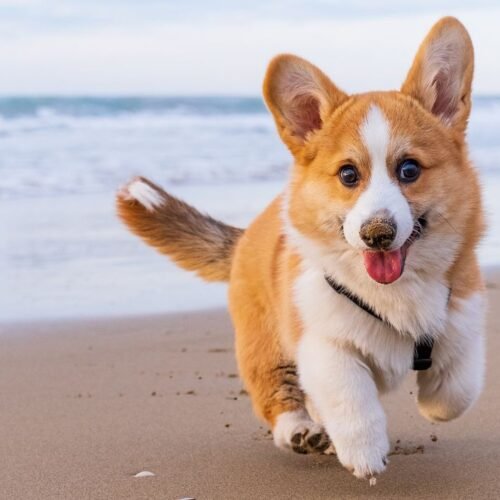 Es oficial: los ayuntamientos ya multan a los turistas que lleven sus perros a la playa con hasta 3.000 euros