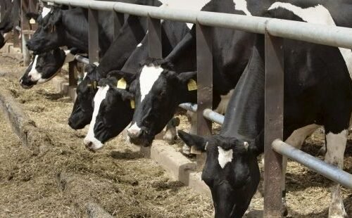 La leche se desploma en Castilla y León: cierran 17 granjas durante el último año y el precio cae un 15%