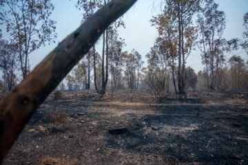 España acumula ya 226.391 hectáreas quemadas por los incendios forestales, un 38% más que en 2025