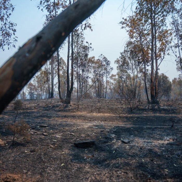 España acumula ya 226.391 hectáreas quemadas por los incendios forestales, un 38% más que en 2025