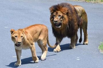 Mueren tres leonas de un zoológico de Tokio por un golpe de calor