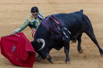 Miguel Ángel Perera, sobre el indulto de Onírico: «Ha sido un toro bravo, emotivo, con transmisión y de fantásticas hechuras»