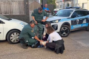 Sin noticias de José San Emeterio, el hombre que viajaba con ‘Trece’, el perro rescatado del accidente
